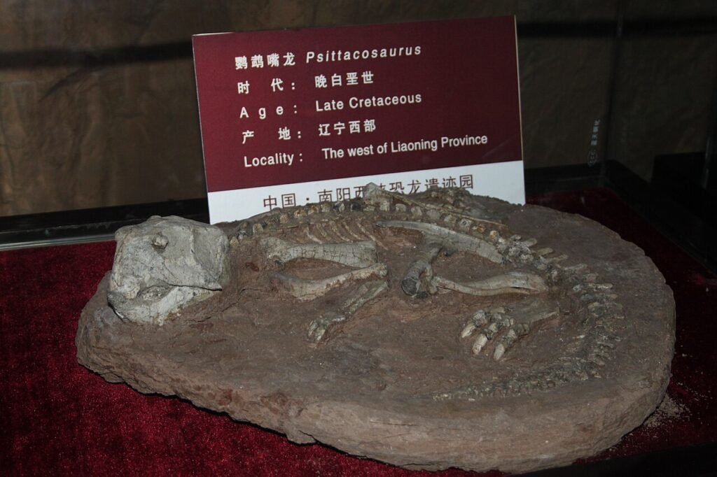 Dinosaur skeleton fossil in a museum, fun facts about dinosaurs for kids