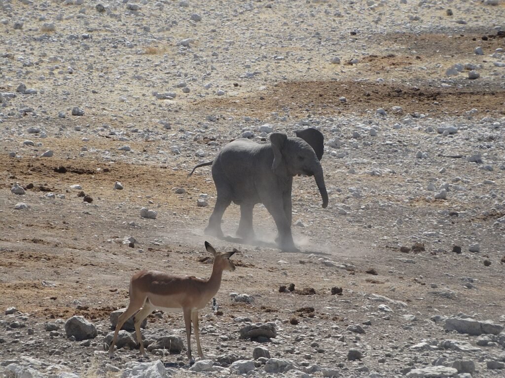 Young elephant walking in a forest, from a short story about courage for kids
