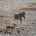 Young elephant walking in a forest, from a short story about courage for kids