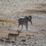 Young elephant walking in a forest, from a short story about courage for kids