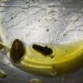 Ghee and Pudding (A Humorous Folktale)