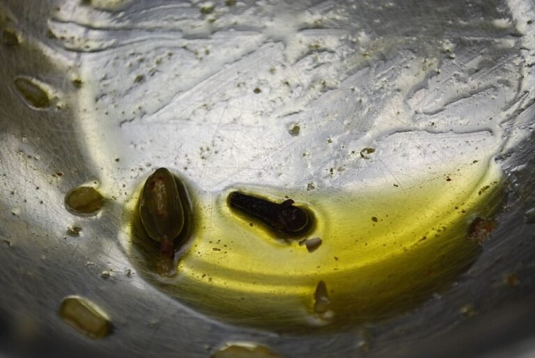 Ghee and Pudding (A Humorous Folktale)