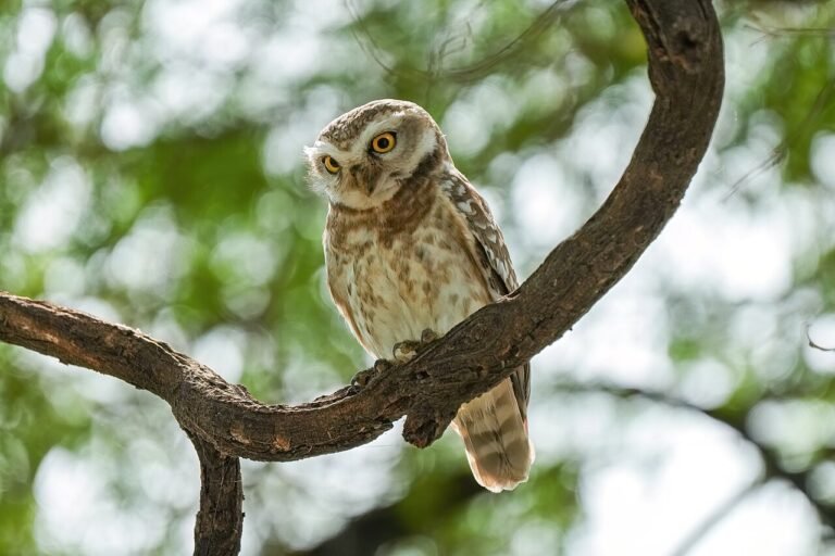 Ollie the Owl Who Was Afraid of the Dark: A Bedtime Story About Fear 5 Baby owl sitting on a branch at night, from a bedtime story about fear of the dark