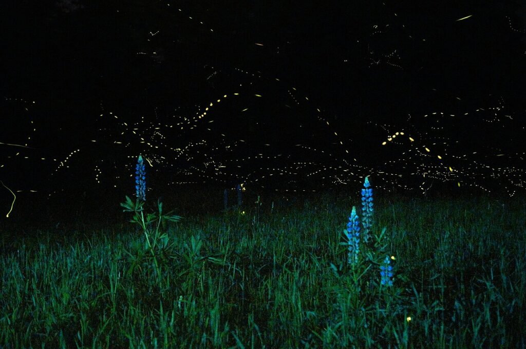 Fireflies glowing in the grass at night, from a bedtime story about self-esteem