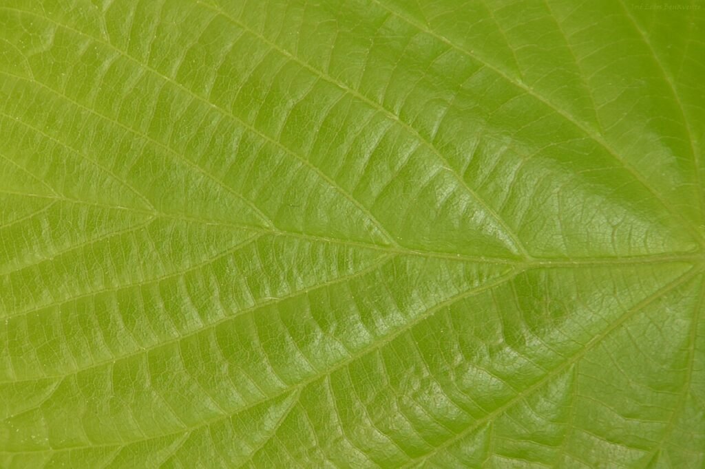 Green leaves in sunlight illustrating photosynthesis for kids