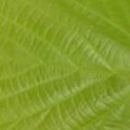 Green leaves in sunlight illustrating photosynthesis for kids