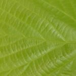 Green leaves in sunlight illustrating photosynthesis for kids