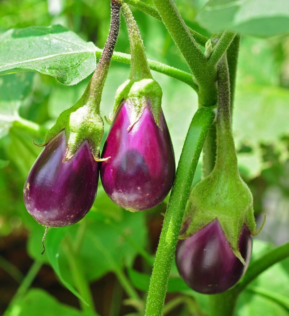 మూడొంకాయలు (జానపద హాస్య కథ)
