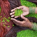ఒకనికి పెట్టని బతుకూ ఒక బతుకేనా (సంయుక్త అక్షరాలు లేని కథ)