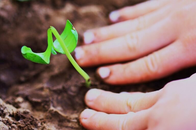 The Magic Seed of Kindness: A Short Story About Sharing for Kids