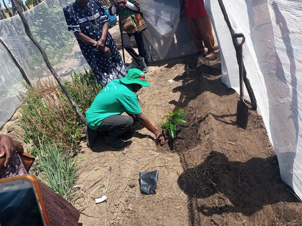 Young tree saplings growing in soil, from a short story about nature and planting trees for kids
