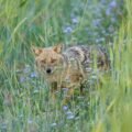 The Clever Jackal and the Wicked Lion