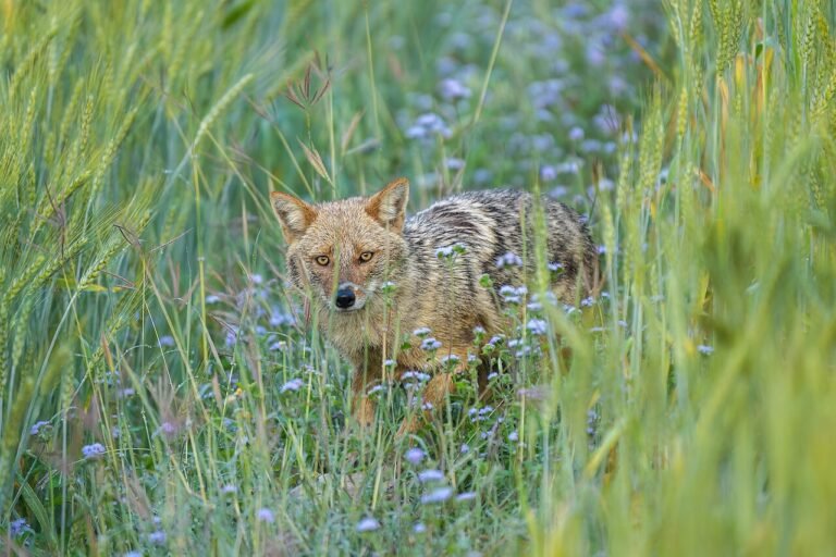 The Clever Jackal and the Wicked Lion