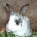 The Clever Rabbit and the Foolish Lion (Moral Story)