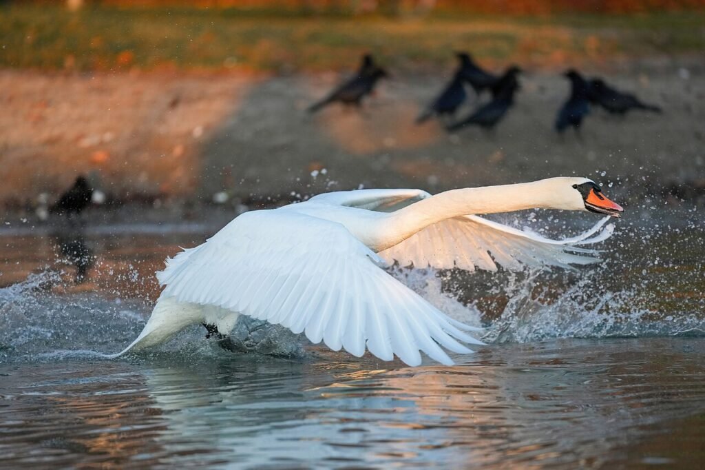 The Clever Swans and the Rushing River