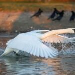 The Clever Swans and the Rushing River