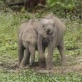 The Elephant and the Six Blind Men