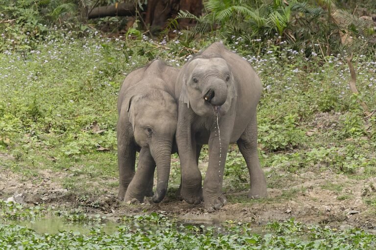 The Elephant and the Six Blind Men