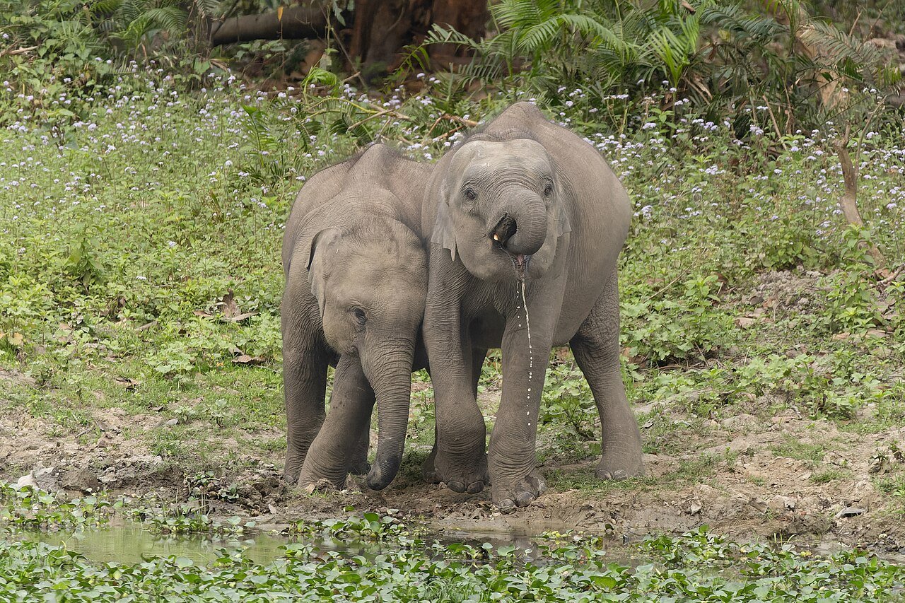 The Elephant and the Six Blind Men