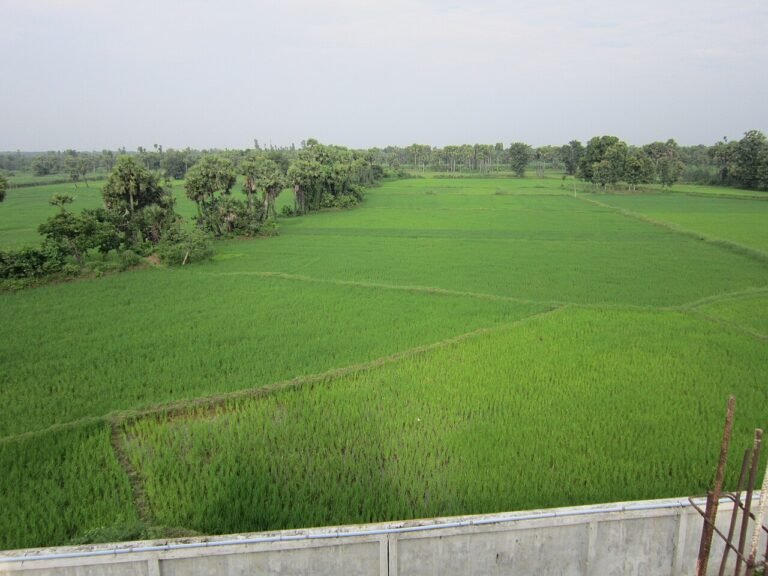 The Farmer Who Waited for Rain: A Short Story About Patience and Gratitude 19 The Farmer Who Waited for Rain: A Short Story About Patience and Gratitude