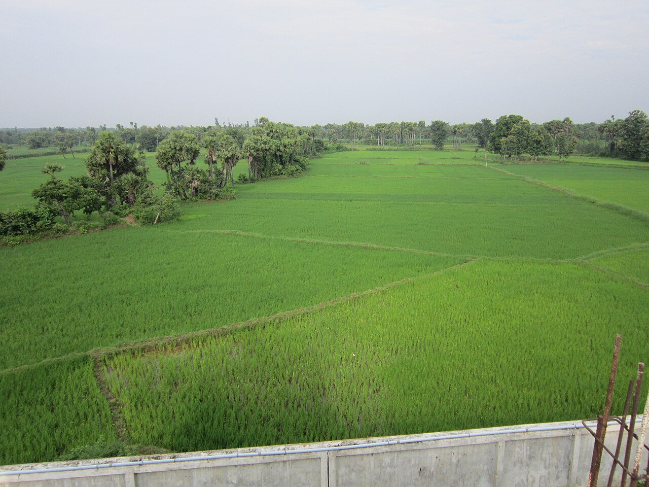 Green paddy fields in the countryside, from a short story about patience for kids