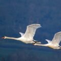 The Foolish Tortoise and the Clever Swans