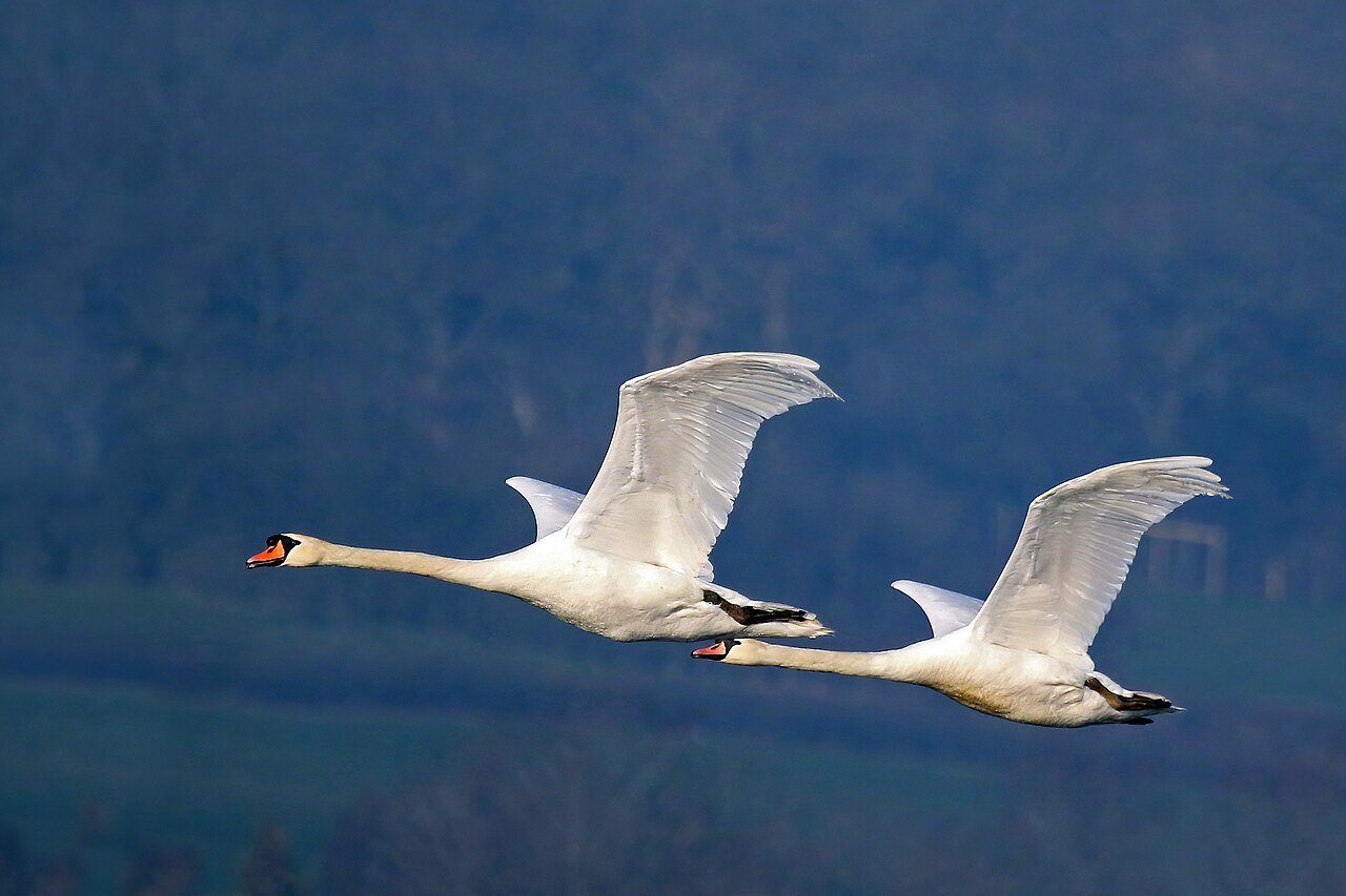 The Foolish Tortoise and the Clever Swans