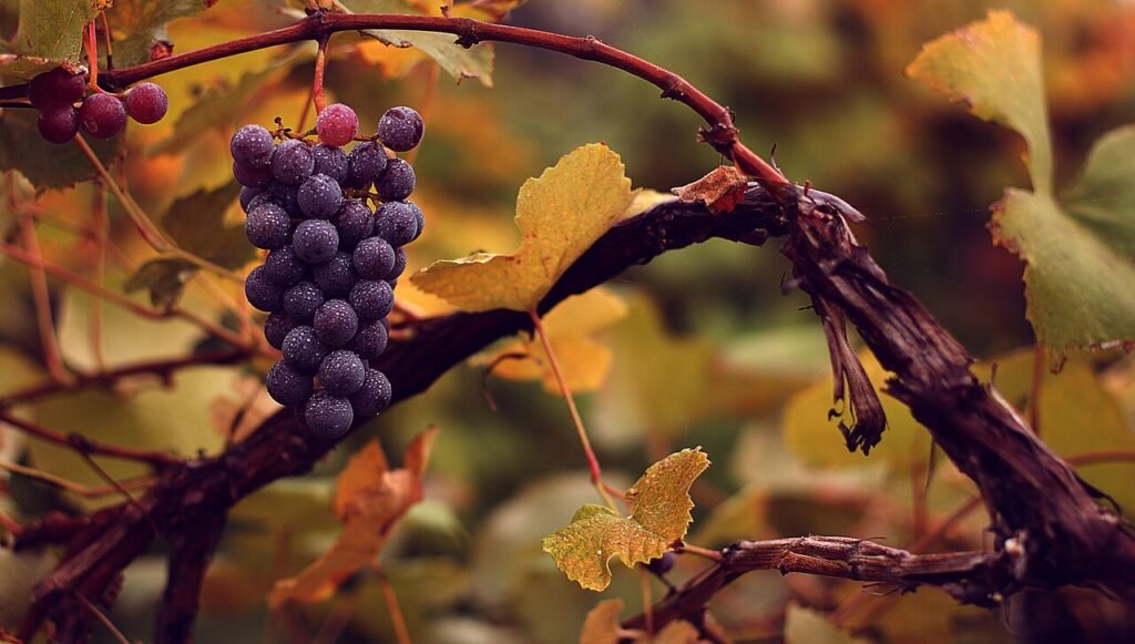 The Fox and the Grapes