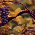 The Fox and the Grapes