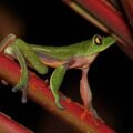 Green frog sitting on a leaf in the rain, from a story about being yourself for kids