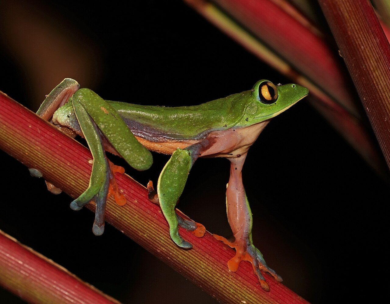 The Monsoon Frog Who Couldn't Sing: A Story About Being Yourself