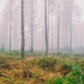 The Girl Who Collected Silences