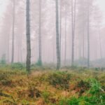The Girl Who Collected Silences