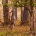 The Golden Deer