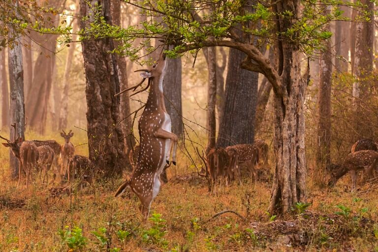 The Golden Deer