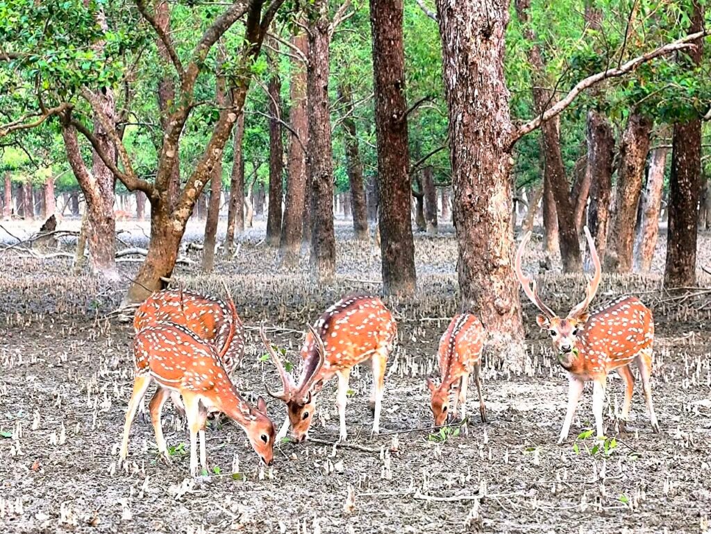 The Golden Deer (Understanding Consequence and Desire)