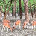 The Golden Deer (Understanding Consequence and Desire)