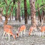 The Golden Deer (Understanding Consequence and Desire)