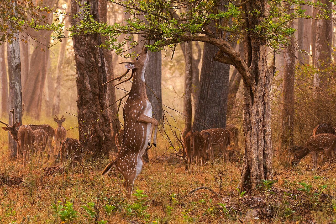 The Golden Deer