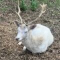 The Legend of the White Deer
