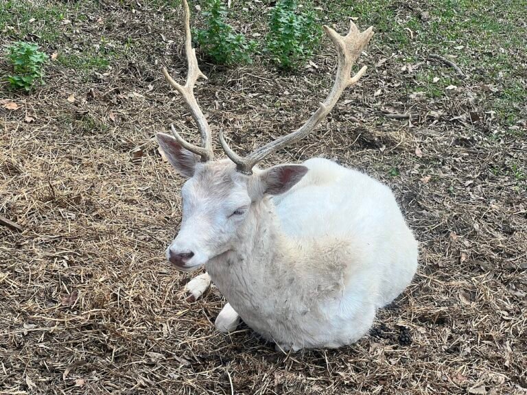 The Legend of the White Deer