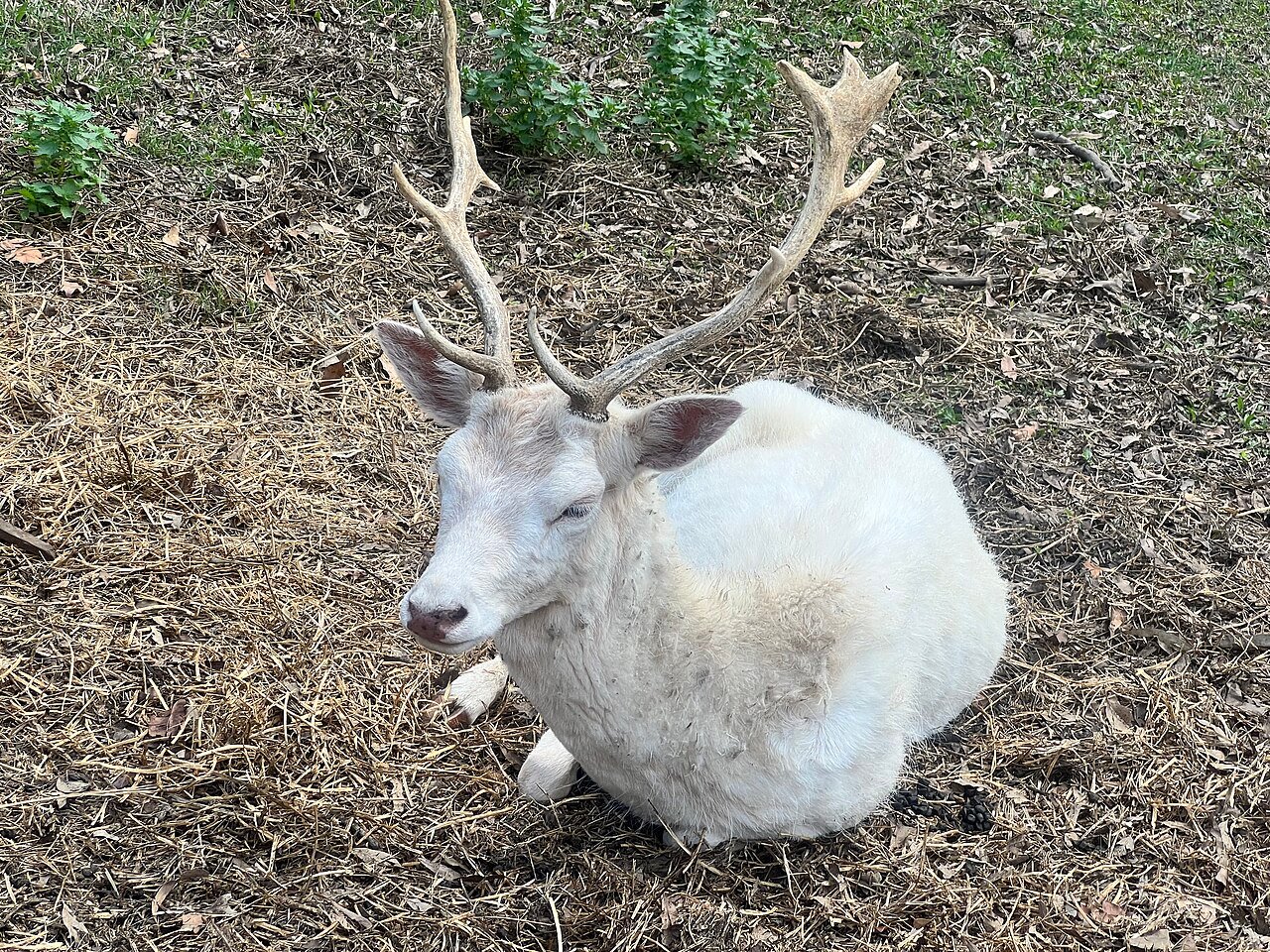 The Legend of the White Deer
