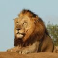 The Lion and the Clever Rabbit
