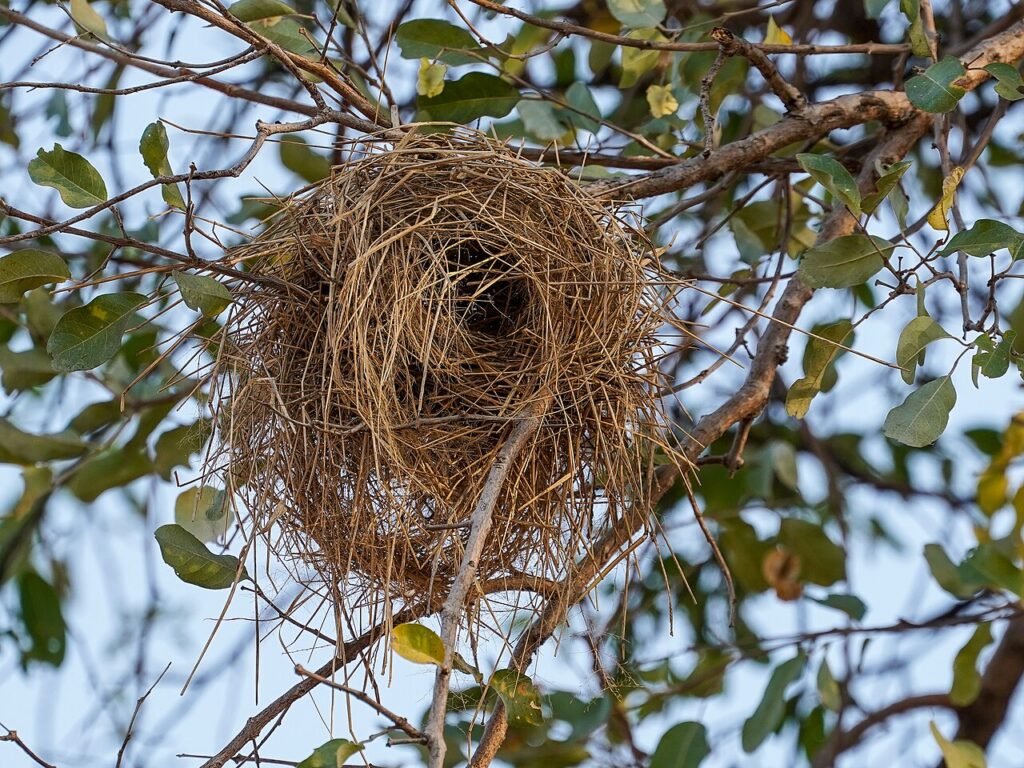 The Little Sparrow Who Rebuilt Her Nest: A Short Story About Resilience