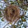 House sparrow carrying twigs to build a nest, from a short story about resilience for kids