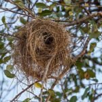 House sparrow carrying twigs to build a nest, from a short story about resilience for kids