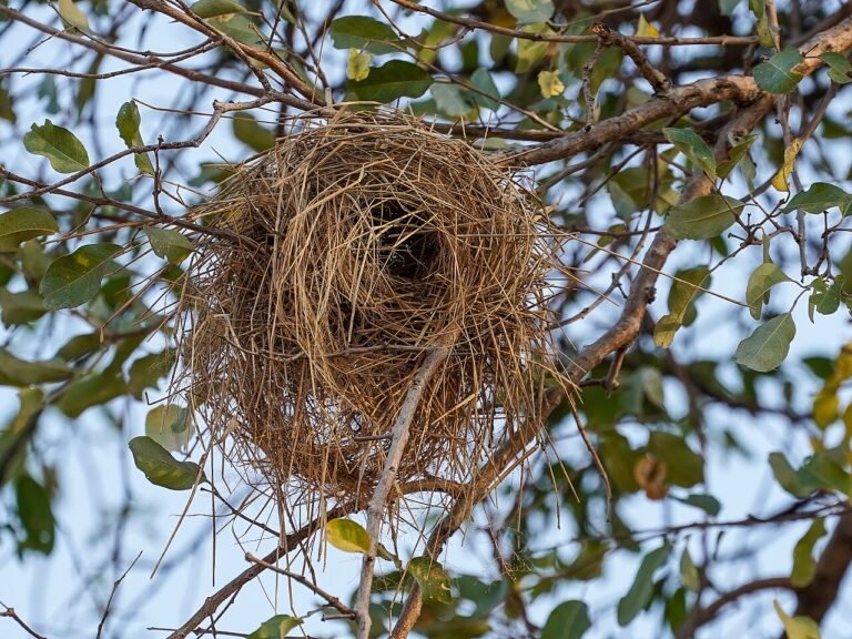 The Little Sparrow Who Rebuilt Her Nest: A Short Story About Resilience 6 The Little Sparrow Who Rebuilt Her Nest: A Short Story About Resilience