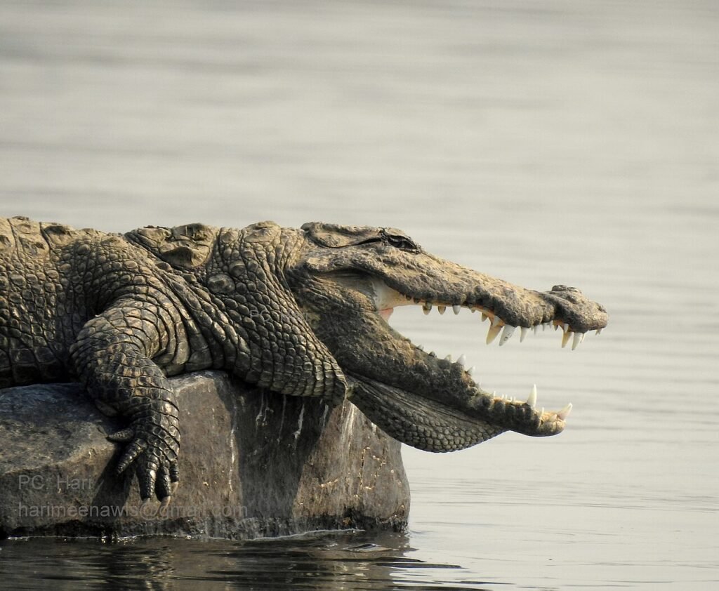 The Monkey and the Crocodile