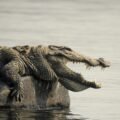 The Monkey and the Crocodile