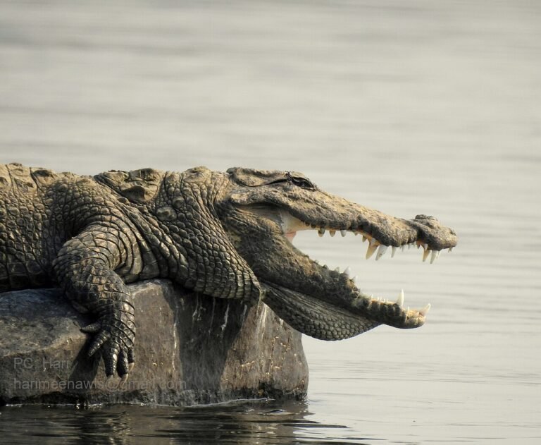 The Monkey and the Crocodile